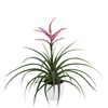 enbromelia-camina-pink-700320