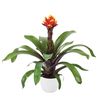 enbromelia-crown-red-700797