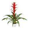 enbromelia-allura-red-700790