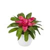 esbromelia-para-maceta-bluzh-rosa-700842