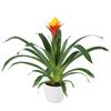 bromelia-potplanten-yeltix-geel-700835