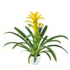 bromelia-potplanten-desire-geel-700801
