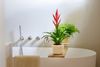 bromelia-potplanten-ziva-roze-700869-0