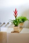 bromelia-potplanten-ziva-roze-700869-1