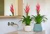 bromelia-potplanten-ziva-roze-700869-2