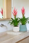 bromelia-potplanten-ziva-roze-700869-3