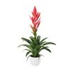 bromelia-potplanten-ziva-roze-700869-4