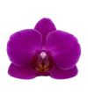 enphalaenopsis-pot-clarens-purple-107992-0