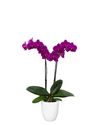 esphalaenopsis-para-maceta-clarens-violeta-107992-1