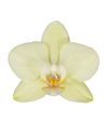esphalaenopsis-para-maceta-paipa-amarillo-108841-0