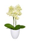 esphalaenopsis-para-maceta-paipa-amarillo-108841-1
