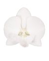 phalaenopsis-potplanten-manta-manihi-wit-108982-0