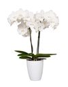 enphalaenopsis-pot-manta-manihi-white-108982-1