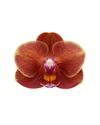 esphalaenopsis-para-maceta-merano-naranja-110951