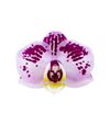 enphalaenopsis-pot-cozumel-lilac-111847-0