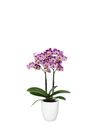 enphalaenopsis-pot-cozumel-lilac-111847-1