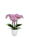 enphalaenopsis-pot-cozumel-lilac-111847-2