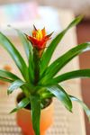enbromelia-yeltix-yellow-700835-1