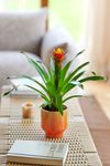enbromelia-yeltix-yellow-700835-3