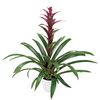 bromelia-potplanten-luna-paars-700812