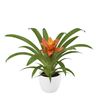 enbromelia-ritmo-orange-700813