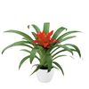 bromelia-potplanten-tempo-rood-700814