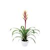enbromelia-misty-yellow-700815