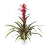 bromelia-potplanten-nextara-paars-700817