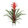 bromelia-potplanten-ostara-rood-700818
