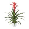 enbromelia-rouche-red-700821
