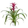 bromelia-potplanten-dance-paars-700798