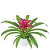 esbromelia-para-maceta-dream-rosa-700800