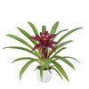 esbromelia-para-maceta-fall-violeta-700802