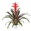 bromelia-potplanten-futura-rood-700805