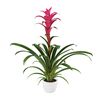enbromelia-freya-pink-700806