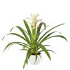 enbromelia-froozen-white-700807