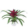 bromelia-potplanten-intro-paars-700811