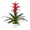 esbromelia-para-maceta-rostara-rojo-700826
