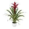 bromelia-potplanten-switch-paars-700830