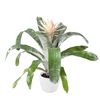 esbromelia-para-maceta-prontoo-blanco-700783