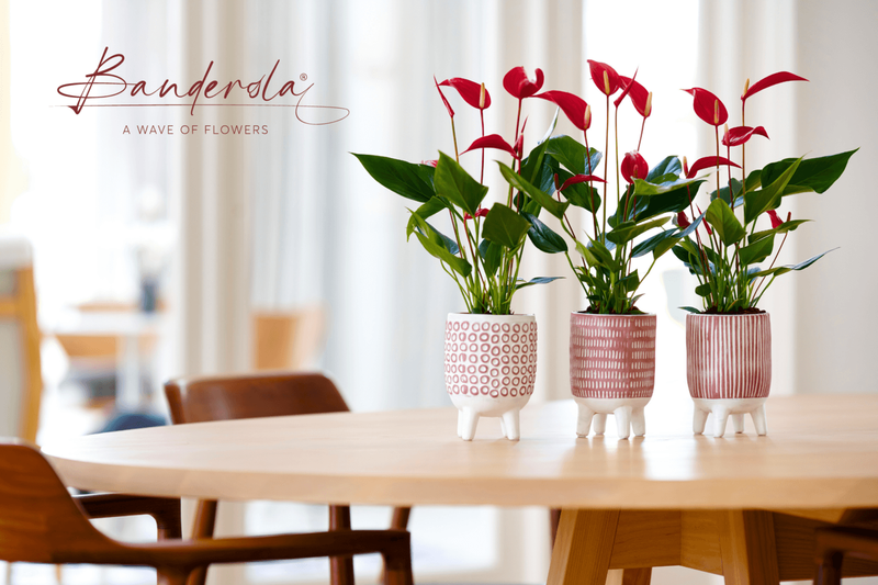 Banderola, a wave of flowers | Anthura