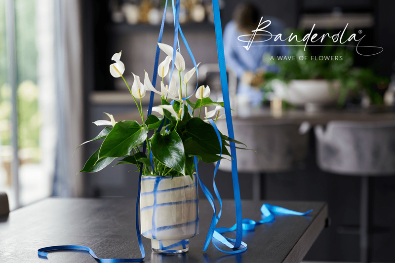 Banderola, a wave of flowers | Anthura
