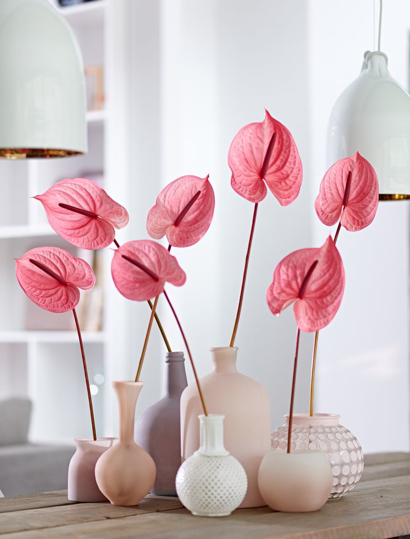 Candy® - Anthurium cut flowers | Anthura