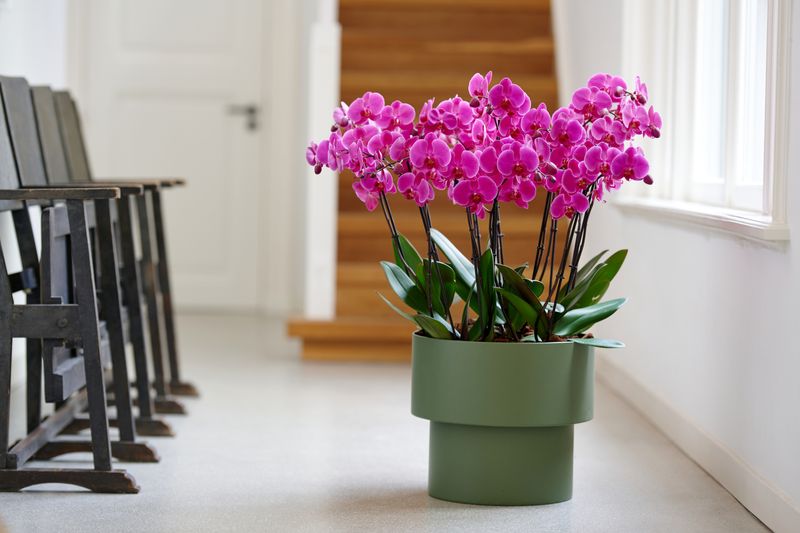 Lusaka - Phalaenopsis pot plants | Anthura