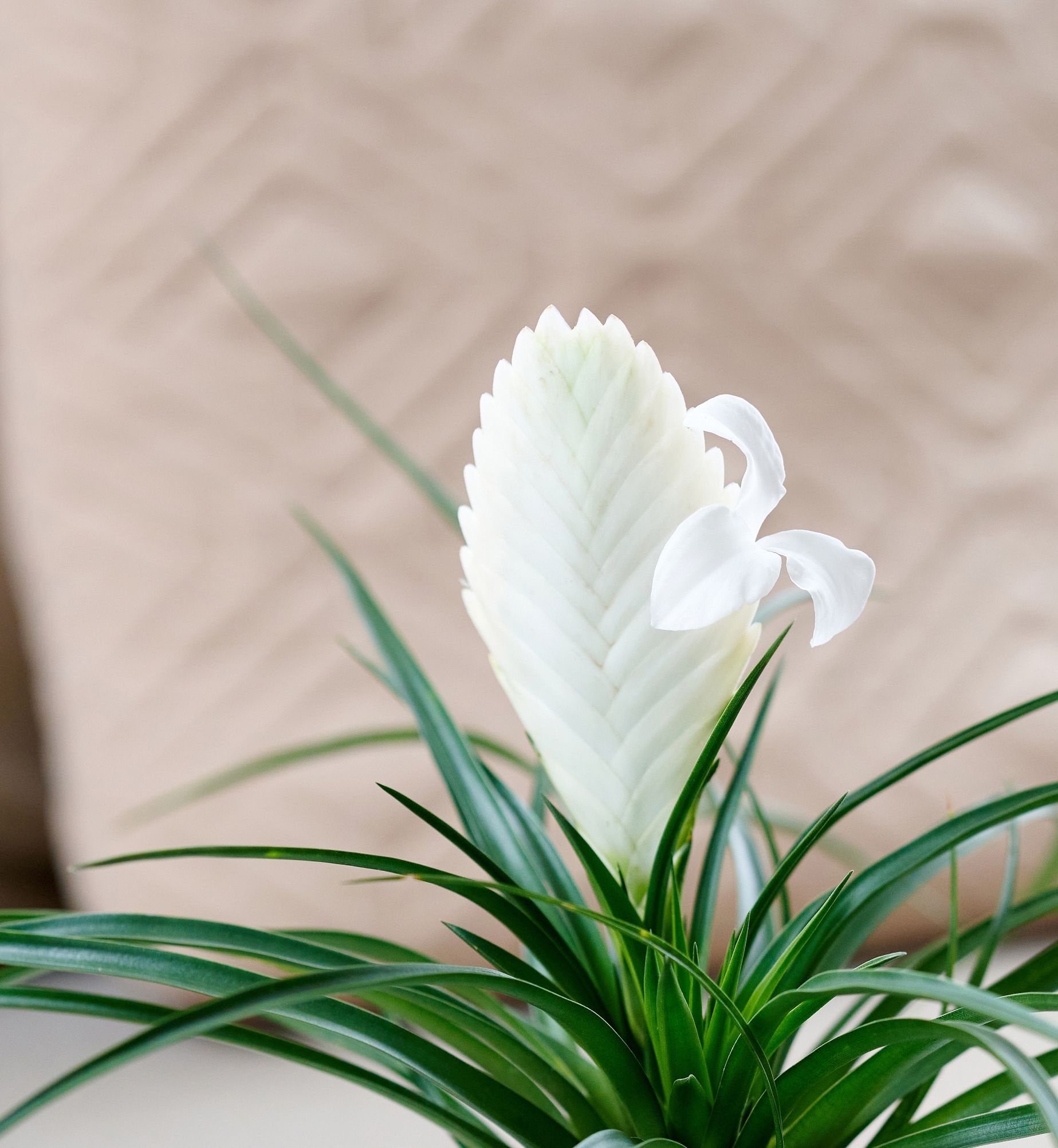 Biancini - Bromelia para maceta | Anthura