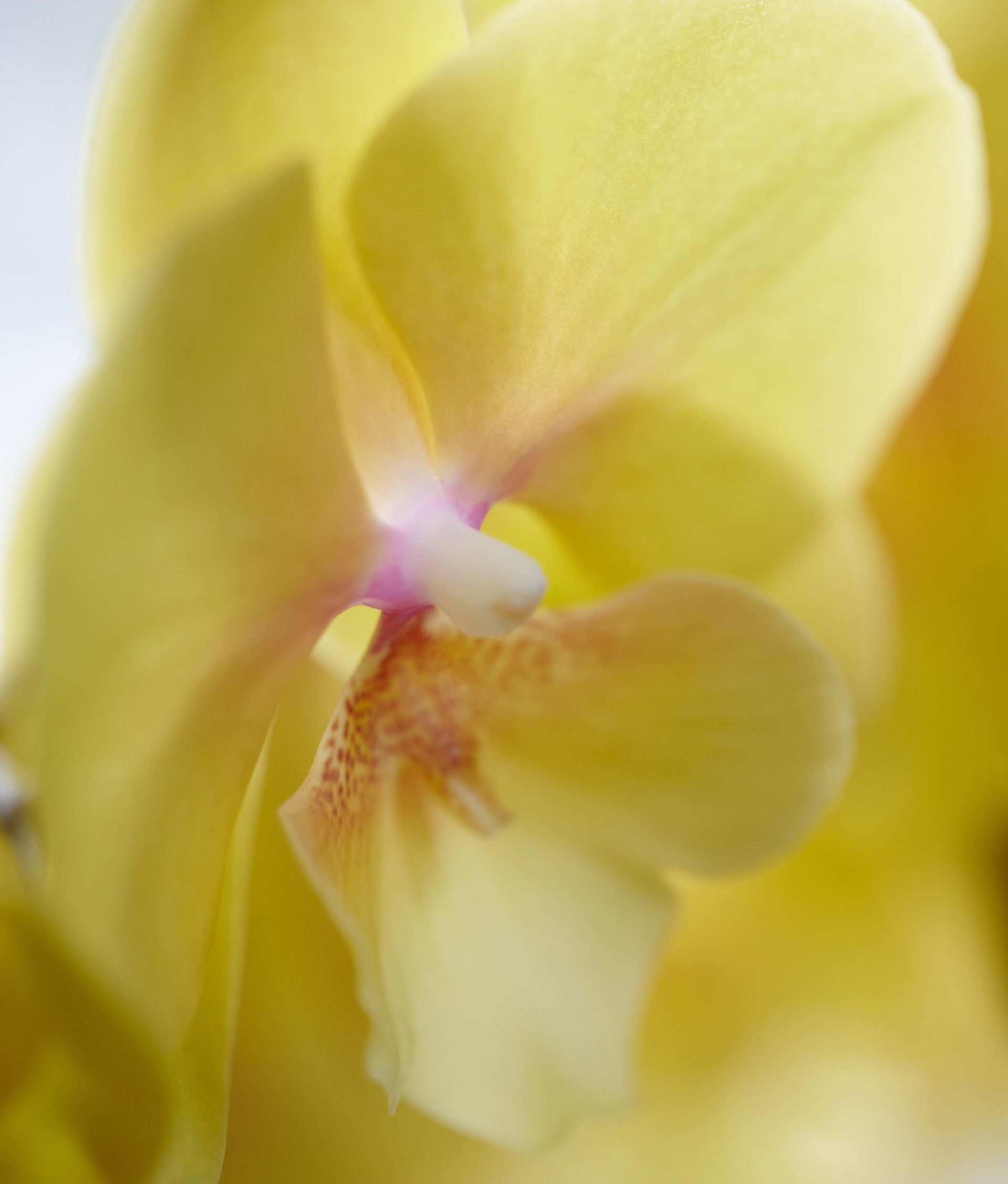 Fredrikstad - Phalaenopsis pot plants | Anthura