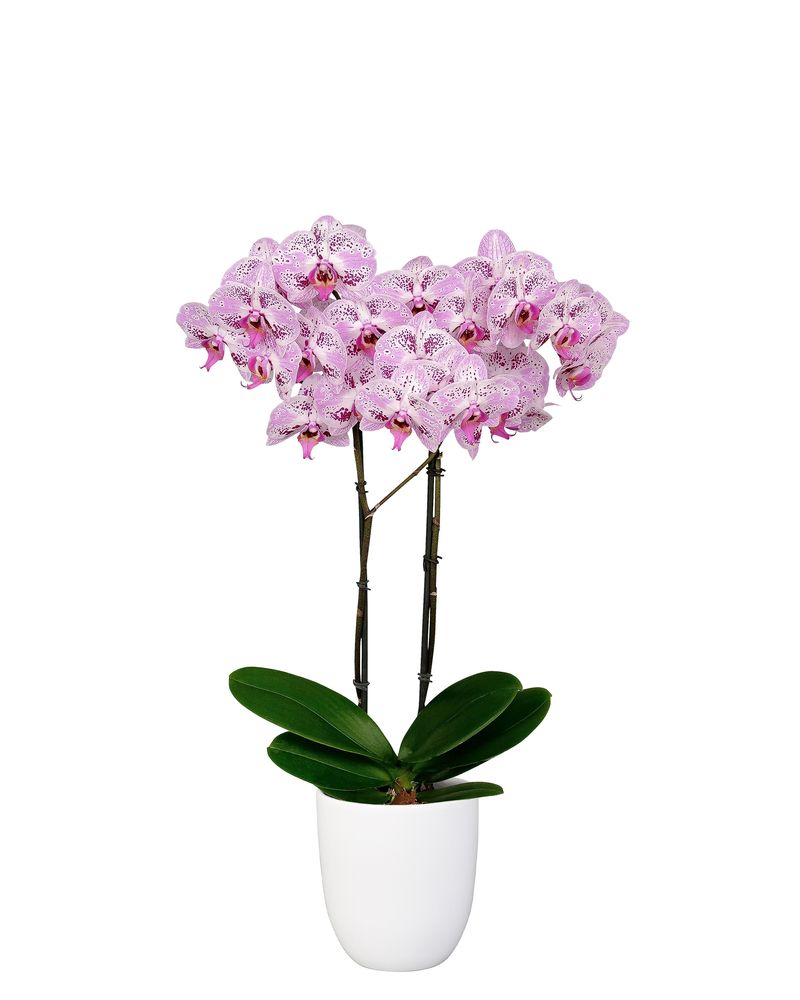 Sevilla - Phalaenopsis pot plants | Anthura