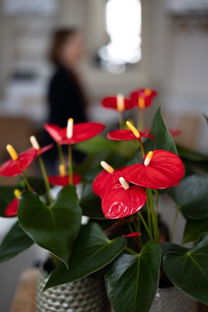 Aroha® - Anthurium potplanten | Anthura
