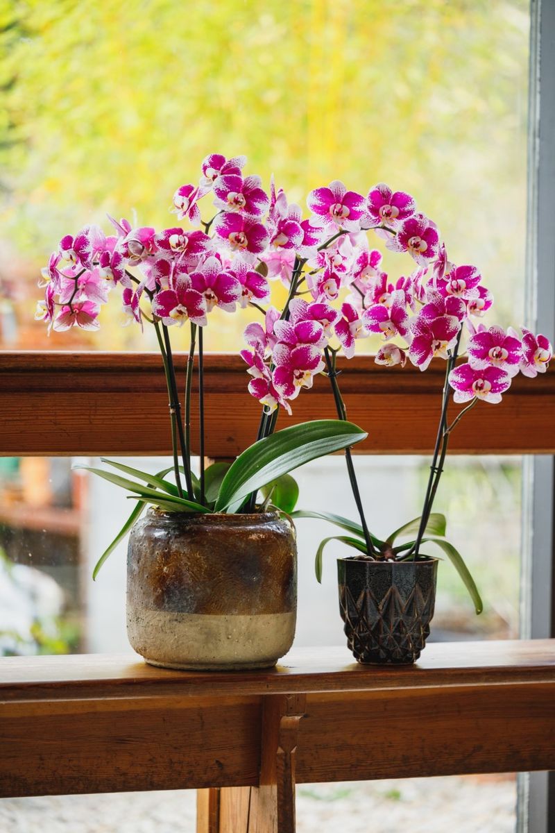 Barcelona - Phalaenopsis pot plants | Anthura