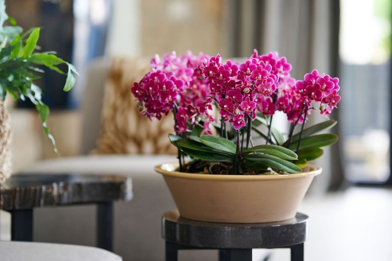 Chamonix - Phalaenopsis pot plants | Anthura
